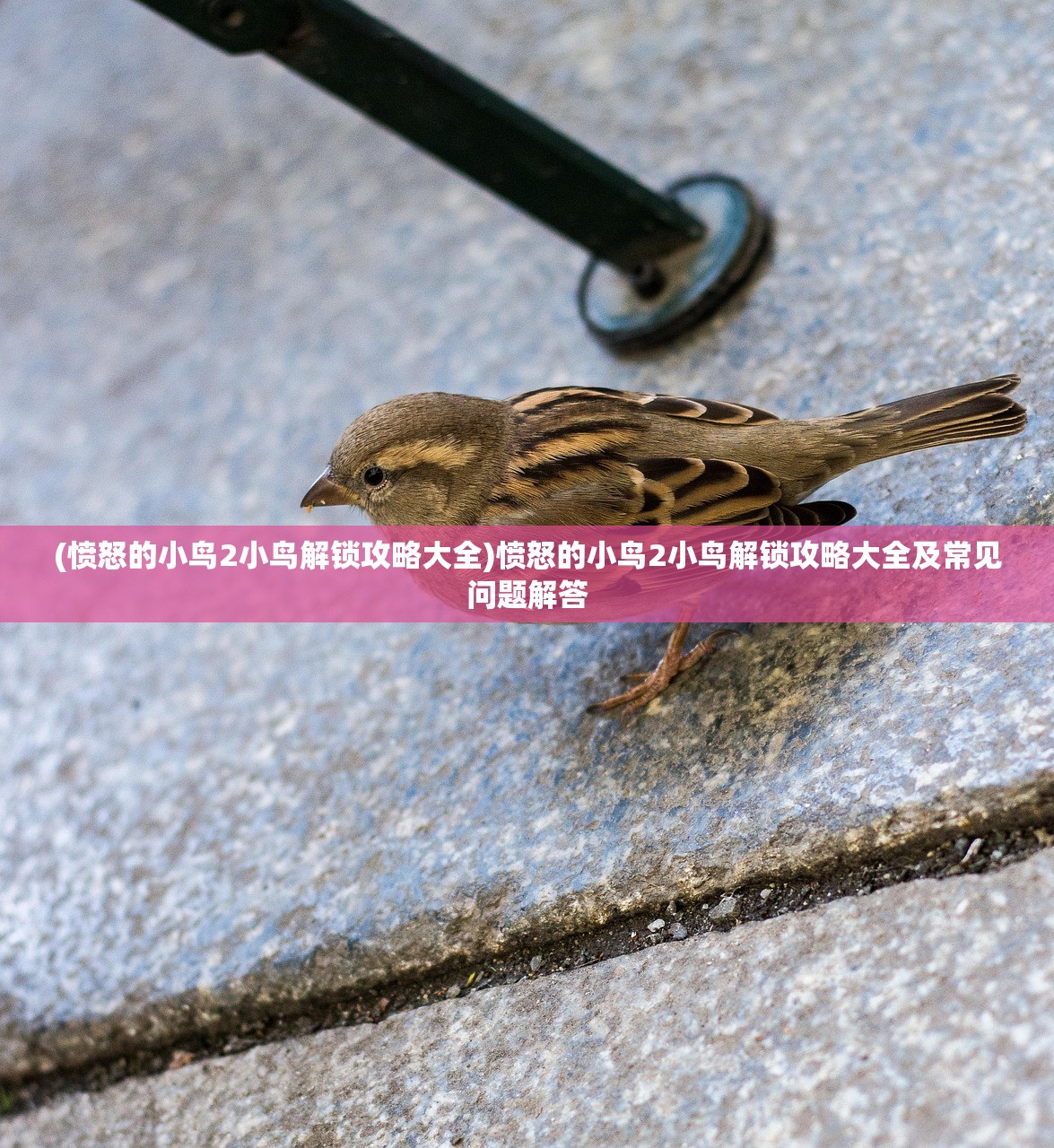 (愤怒的小鸟2小鸟解锁攻略大全)愤怒的小鸟2小鸟解锁攻略大全及常见问题解答