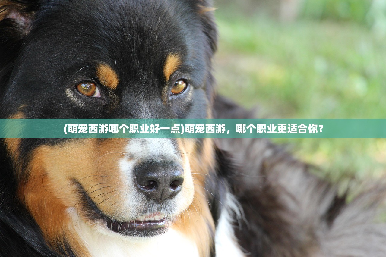 (萌宠西游哪个职业好一点)萌宠西游，哪个职业更适合你？