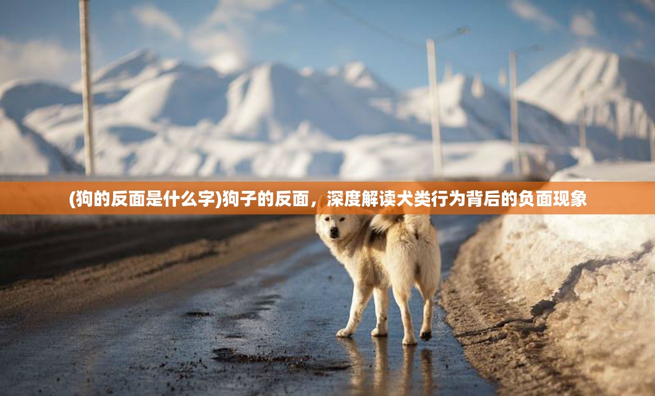 (狗的反面是什么字)狗子的反面，深度解读犬类行为背后的负面现象