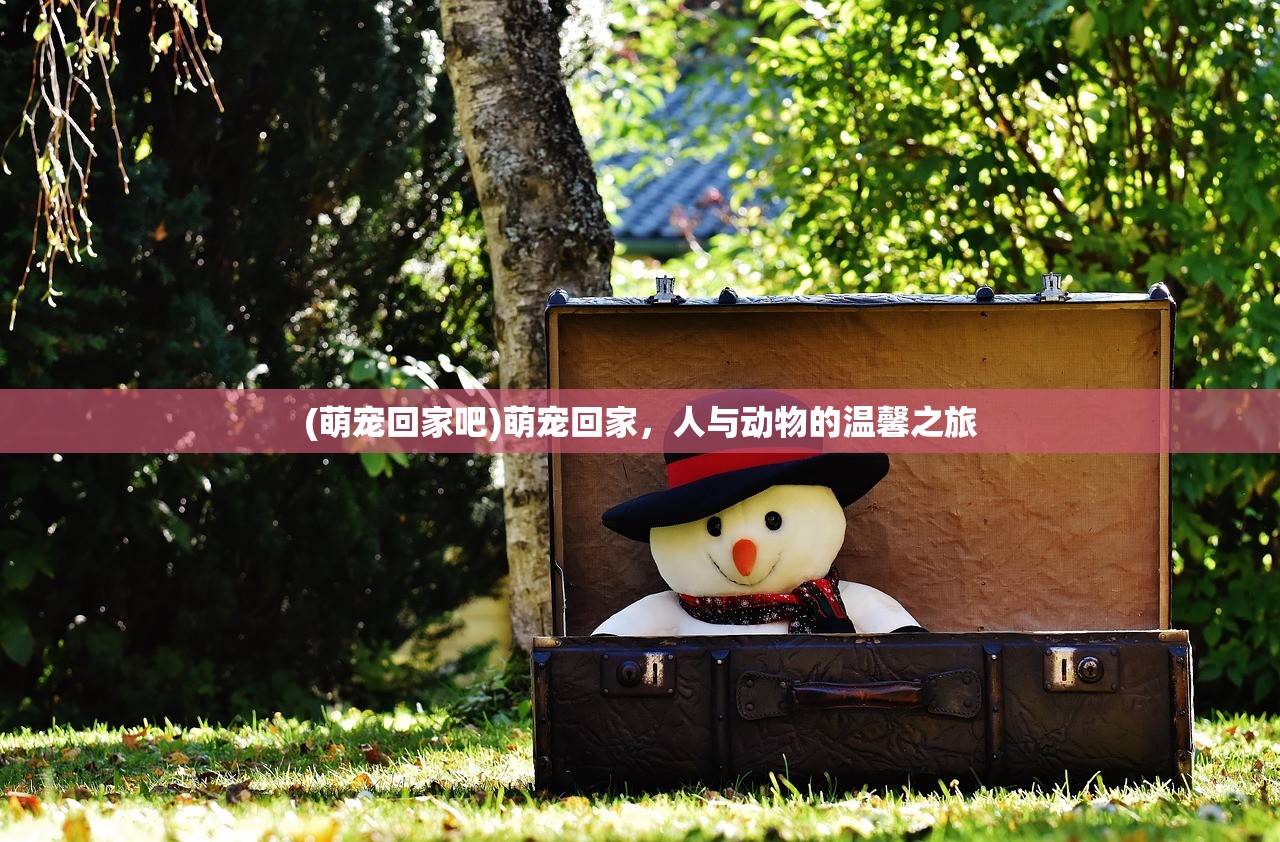 (萌宠回家吧)萌宠回家，人与动物的温馨之旅