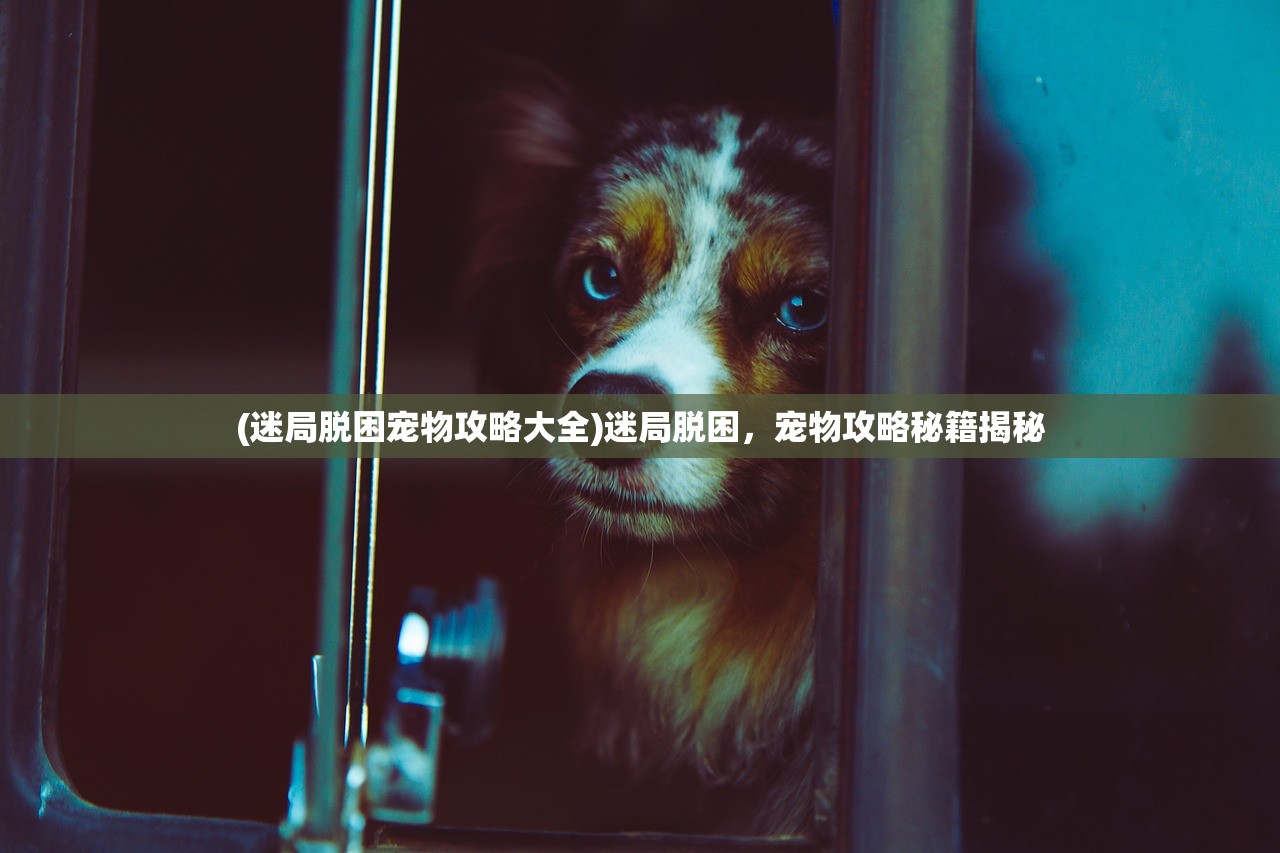 (迷局脱困宠物攻略大全)迷局脱困，宠物攻略秘籍揭秘